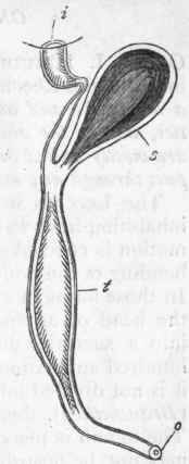 Fig. 127. Segmental organ of of a Chaetopodous Annelide (Alciopa), enlarged. o External aperture or stigma; t Tubular and ciliated portion of the segmental organ; s Seminal receptacle; i Ciliated infundibulum opening into the body cavity. (After Claparede.)