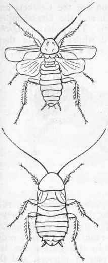 Fig. 183.   Orthoptera. The common Cockroach (Blatta orienta lis), male and female.