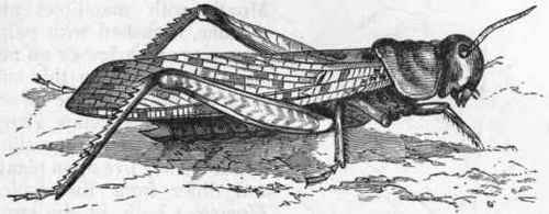Fig. 184.   Migratory Locust (OEdipoda migratoria).