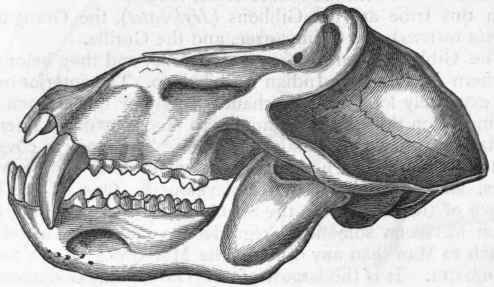 Fig. 452.   Side view of the skull of a Baboon (Cynocephalus ursinus). (After Giebel.)