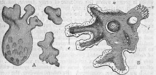 Fig. 8.   A, Amoeboe developed in organic infusions (after Beale), greatly enlarged; B, Amoeba princeps (after Carter); v Villous region ; c Contractile vesicle; n Nucleus ; e Ectosarc.