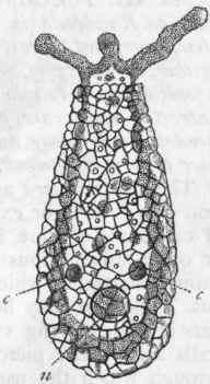 Fig. 9.   Difflugia pyriformis, greatly enlarged. (Altered slightly from Carter.) The test is composed of angular grains of transparent quartz, within which is the transparent ecto sarc, lined by the finely granular endosarc. n Nucleus ; c c Contractile vesicles.