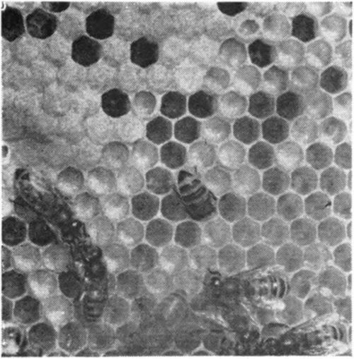 Bee comb, showing worker bees carrying on one of their functions of feeding young larvae. Notice the concise, geometrical design of the cells. The young larvae may be seen coiled in the bottom of the cells. The bee in the center of the picture is placing food in a cell containing a young larva. To the left of the picture a field bee can be seen delivering nectar to a house bee.