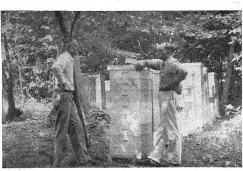 An apiary with all colonies of standard honey storing strength gets the honey. (Glenn Jones and Newman I. Lyle, of Iowa, in Lyle apiary. )