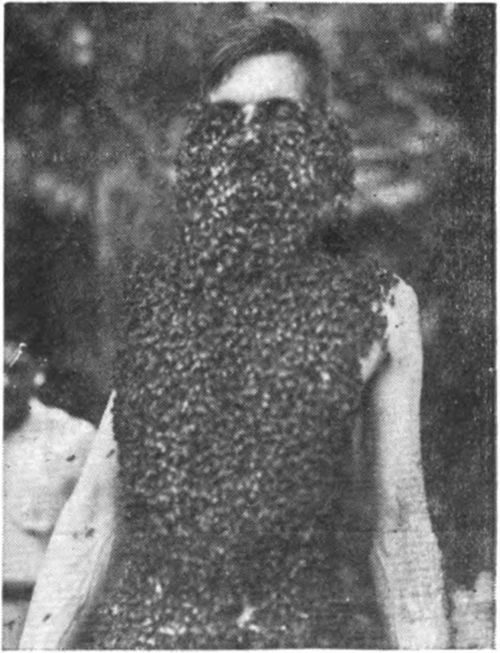 Bees do sting but this man caged the queen, tied her to his chin expecting to get a set of bee whiskers but got a bee suit instead. The bees were removed smoking and brushing.