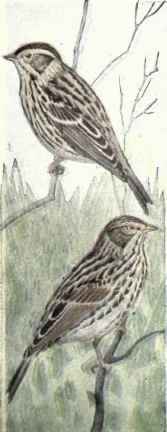 543 Belding s Sparrow Passerculus Beldingi 1084