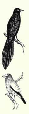 543 Belding s Sparrow Passerculus Beldingi 1086