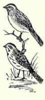 557 Golden Crowned Sparrow Zonotrichia Coronata 1111