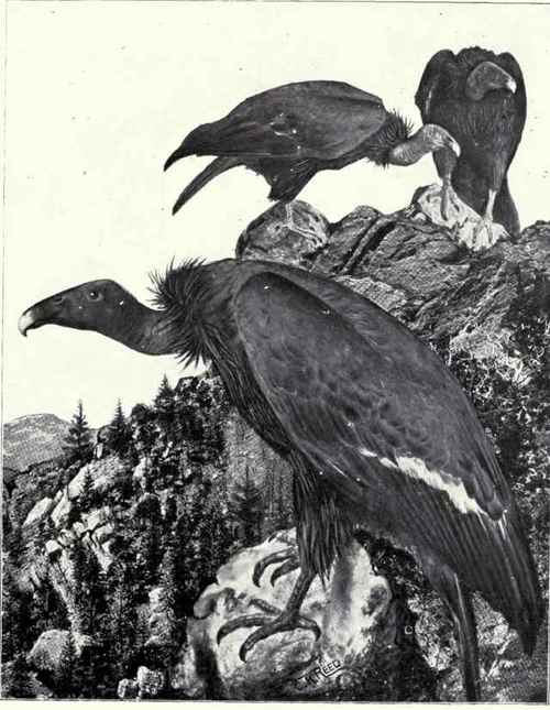 California-Vulture.jpg