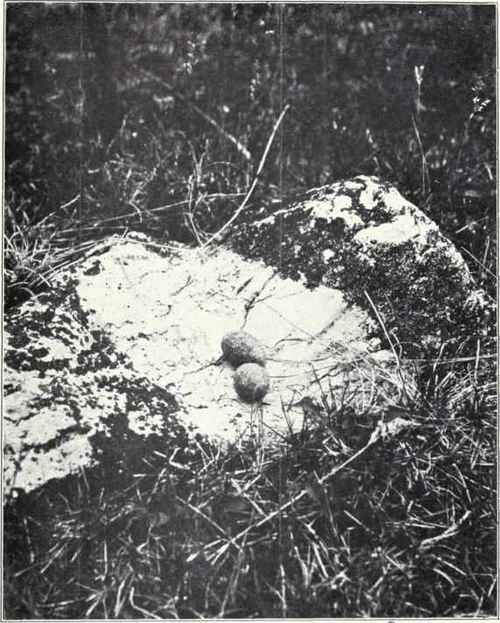 NEST AND EGGS OF NIGHTHAWK 