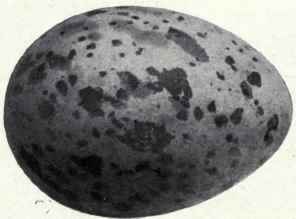 Pale grayish brown