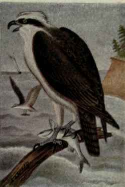 American Osprey; Fish Hawk