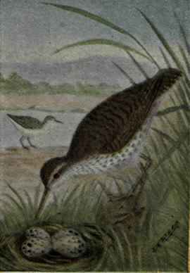 Spotted Sandpiper