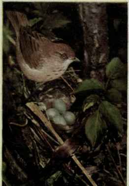 Wilson Thrush Or Veery