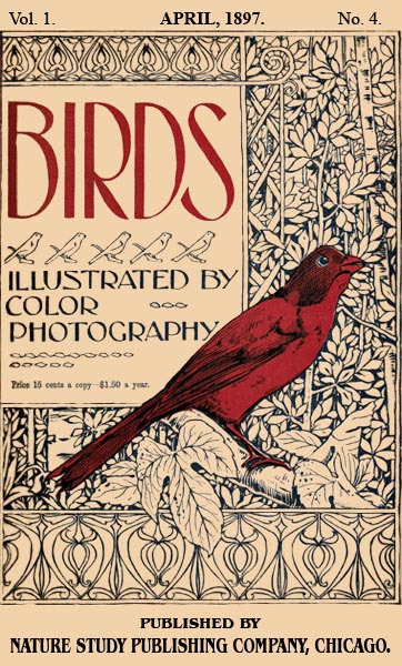Birds Illustrated Cover