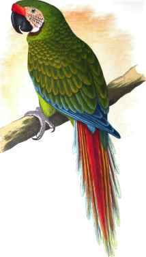 Military macaw.