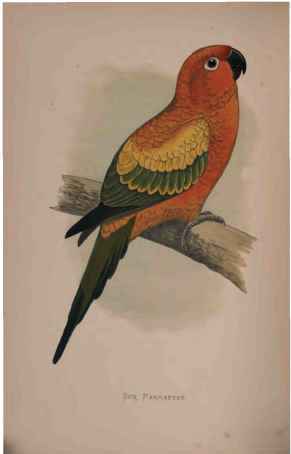 Sun Parrakeet, Or Yellow Conure