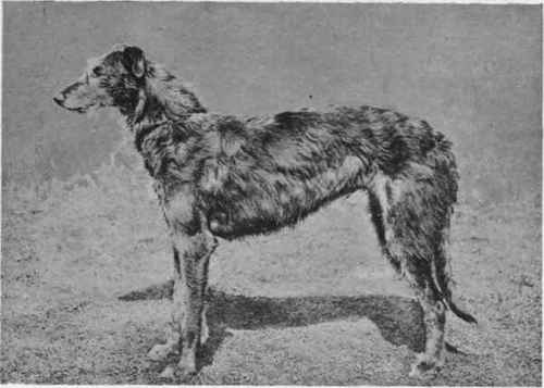 deerhound