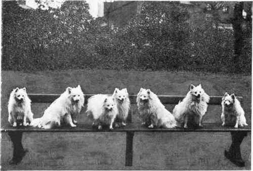 SOME-OF-MISS-CHELL-S-WHITE-POMERANIANS.j