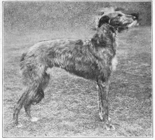 http://chestofbooks.com/animals/dogs/Dogs-All-Nations/images/Deerhound.jpg