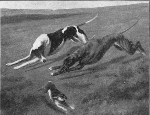 Incident in a Waterloo Coursing Meeting.