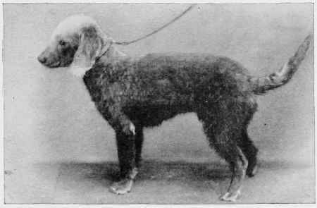 The Bedlington Terrier, Jack Warkworth.