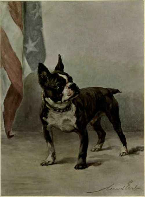 The Griffon Bruxellois jpg