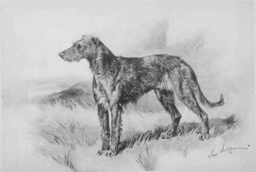 Shepherd Wolfhound Mix. historical houndjan , been considering Great+dane+and+irish+wolfhound+mix Going to apply to adopt one of Imported stock pups, the mastiffs great same