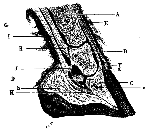 tendons of foot. Median Section Of Foot.
