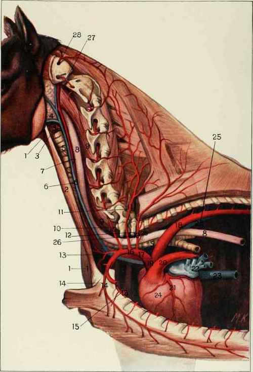 Deep Cervical Artery