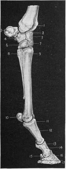 Fore Leg from the Radius.