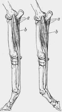Action of the Flexor Muscles and Tendons of the Fore Limb.