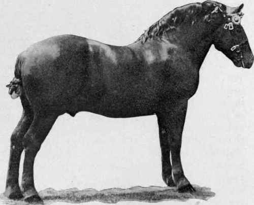 breeds of horses. other reeds of horses,