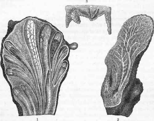1 & 2. Sections of Alcyonium stellatum. 3. Ovigerous membrane of the same, isolated.