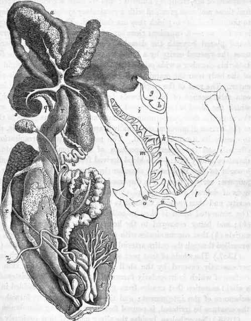 Anatomy of the Snail (Helix pomatia.)