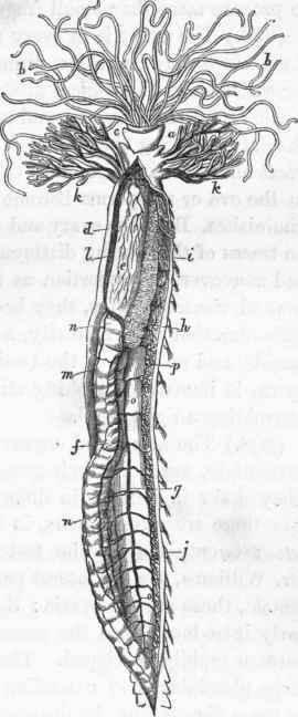 Arrangement of the vascular system in Terebella. (After Milne Edwards.)