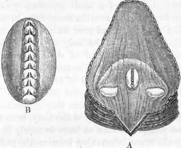 Dental apparatus of the Leech. A, triradiate arrangement of the teeth or saws; B, a tooth magnified.