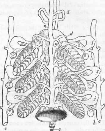 Diagram illustrative of the circulatory apparatus in the Leech (Hirudo medicinalis.)