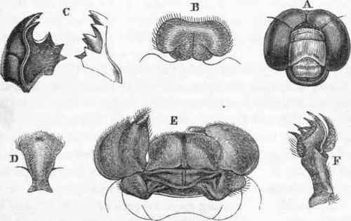 pimple corner of mouth