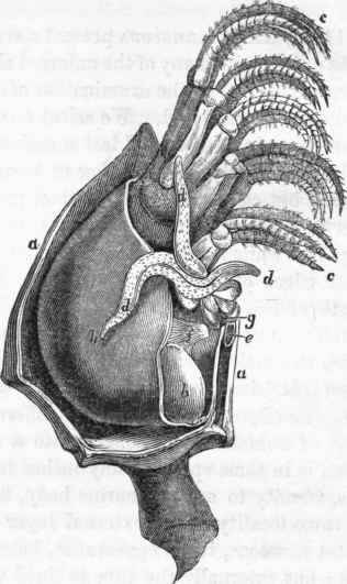 Pentelasfnia vitrea: a a, the shelly valves; b b, body contained within the shells.