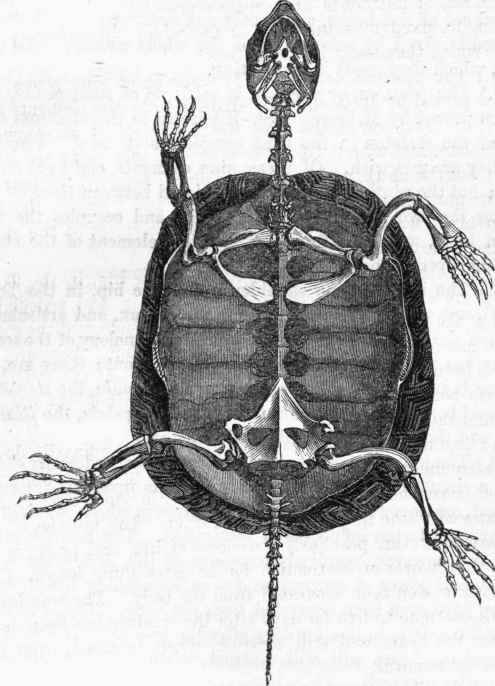 Skeleton of Tortoise.