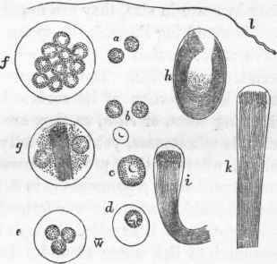 This figure represents the several stages of evolution of the Spermatozoa.