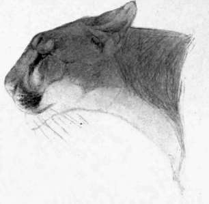 Head of Puma, Sketch by Charles Livingston Bull.