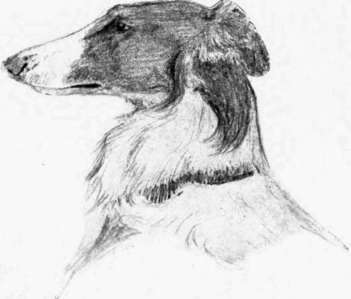 Head of Russian Wolf Hound, Sketch by Charles Livingston Bull.