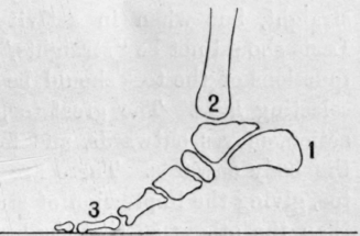 Fig. 31