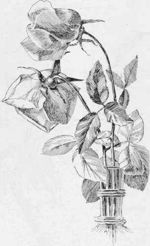 pictures of roses to draw