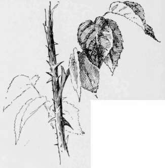 Pen Study by E. M. Hallowell.