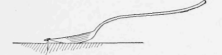 The Point of a Spoon will Easily Pull a Tack from Soft Wood