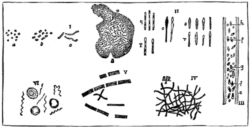 Fig. 2.  VARIOUS MICROBES. (Highly magnified.)