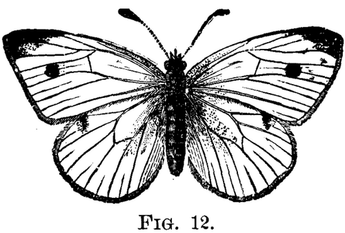 The Cabbage Butterfly Pieris Rapae Linn 803 2 fig12